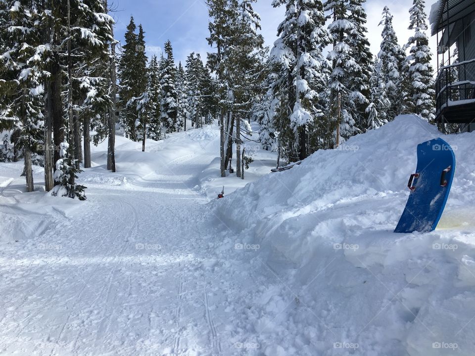 View of snowy forest