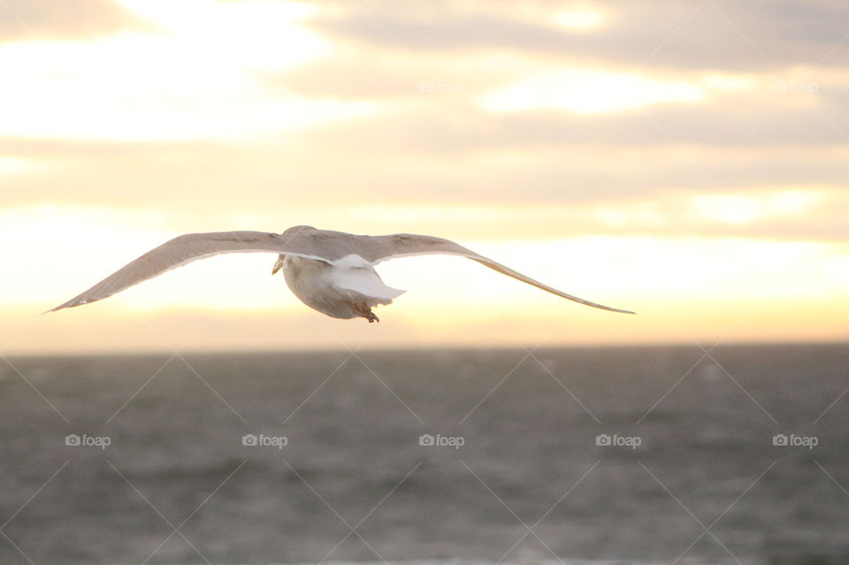 Morning shot of the sea, sky and clouds in a myriad of colours. A shot of a seagull flying just above the ocean horizon. The sea is windswept and the sky is orange and pink from the rising sun. 