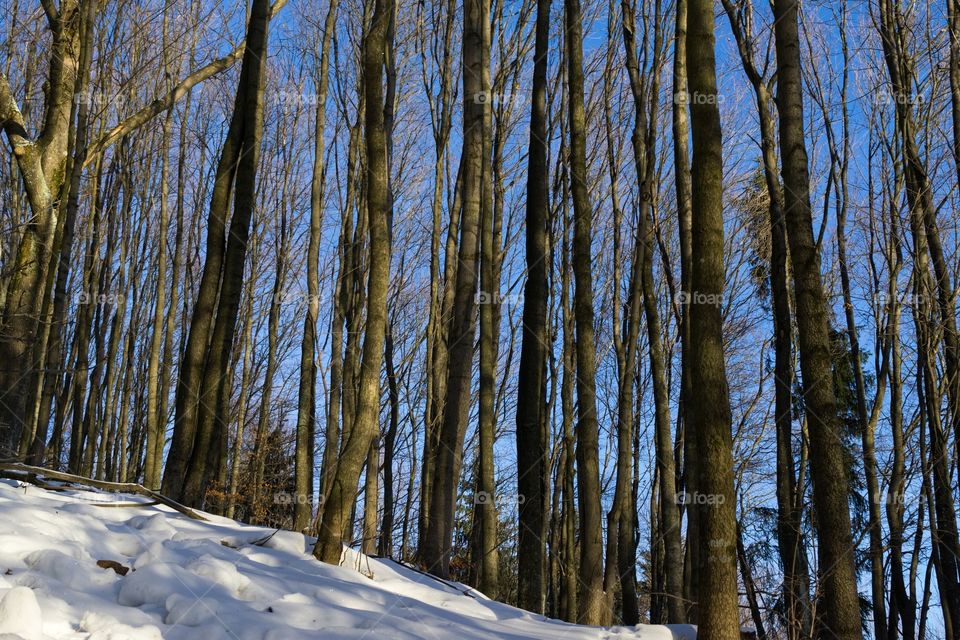 snow in the forest