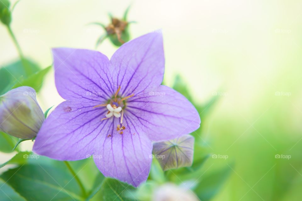 Nature, No Person, Leaf, Summer, Flora