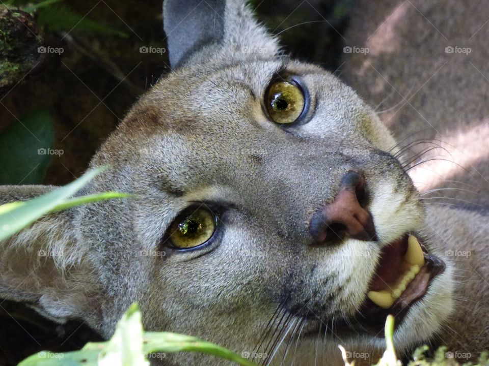 Close up of Puma eyes