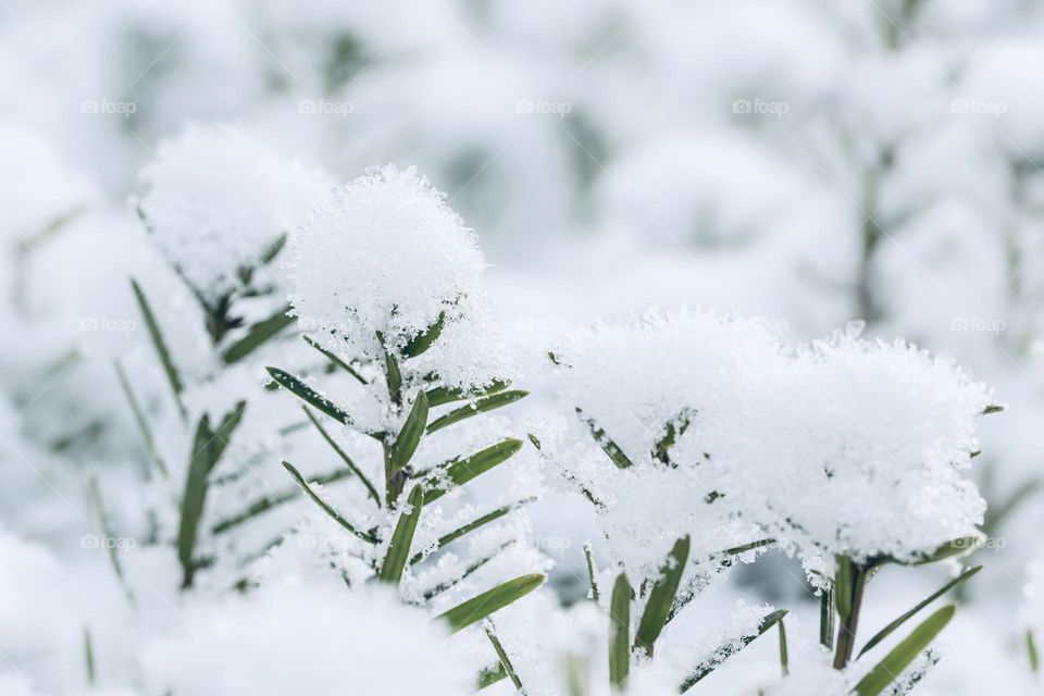 Green plants covered with snow 