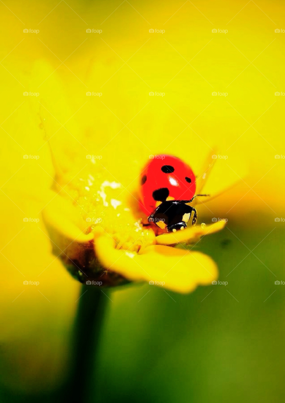 ladybug