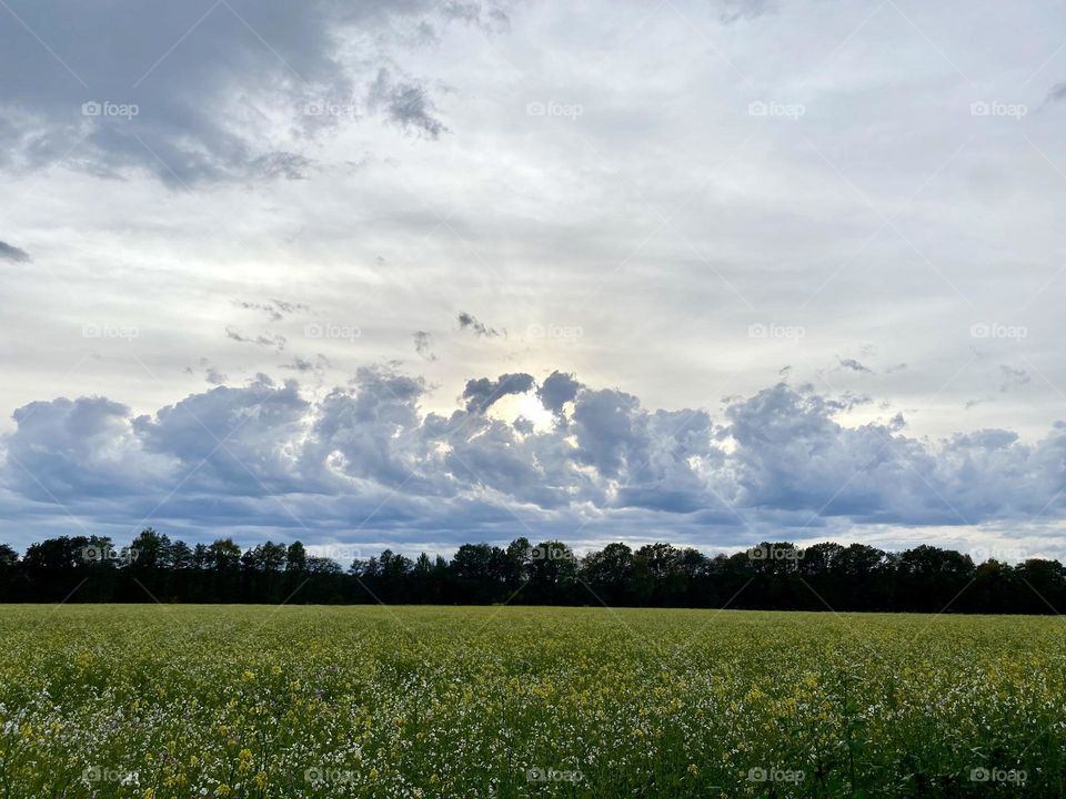 Canola Field