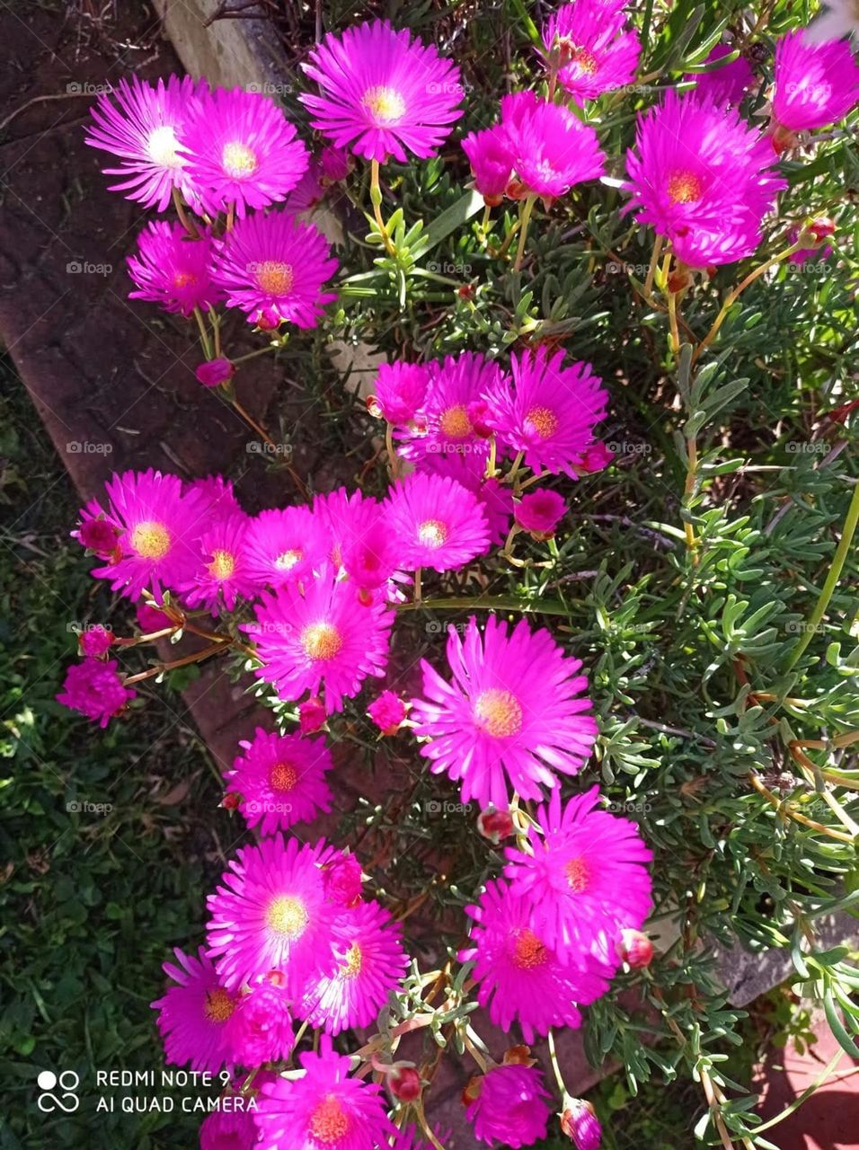 Lampranthus spectabilis / uña de gato, rayito de sol