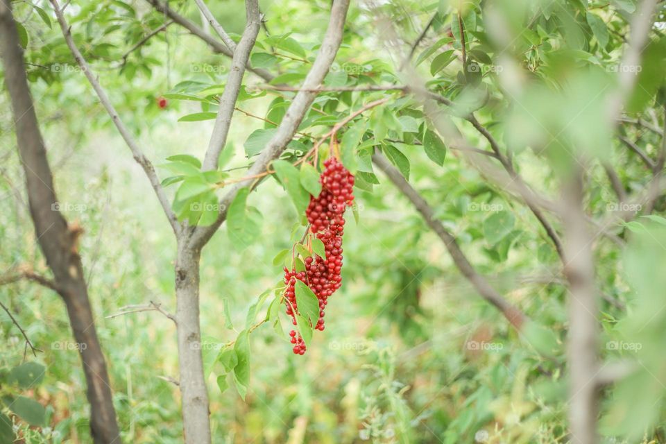 bird cherry