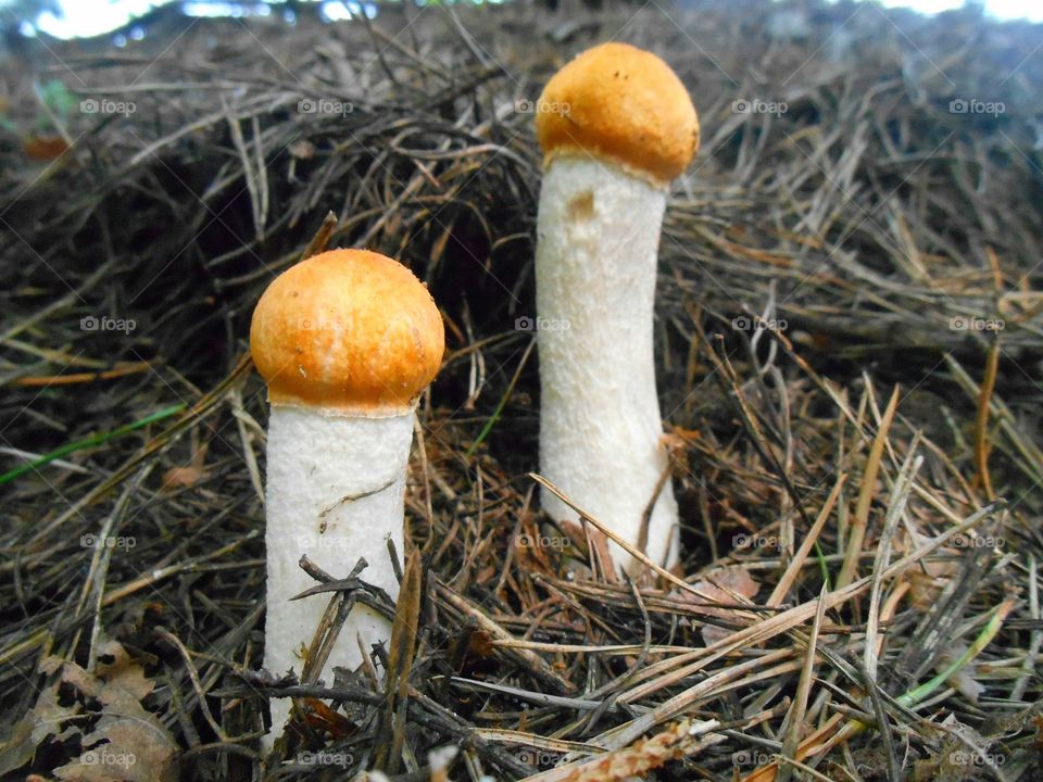 mushrooms