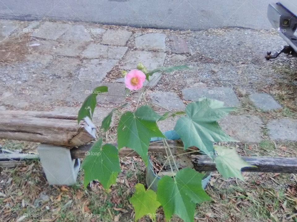 No Person, Flower, Leaf, Nature, Flora