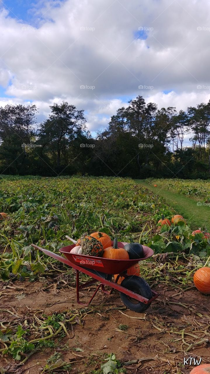 It's a pumpkin season!