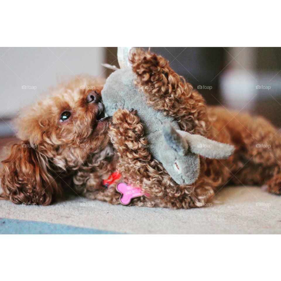 Puppy playing with toy. My miniature poodle dog, Momo loves playing with her toy 