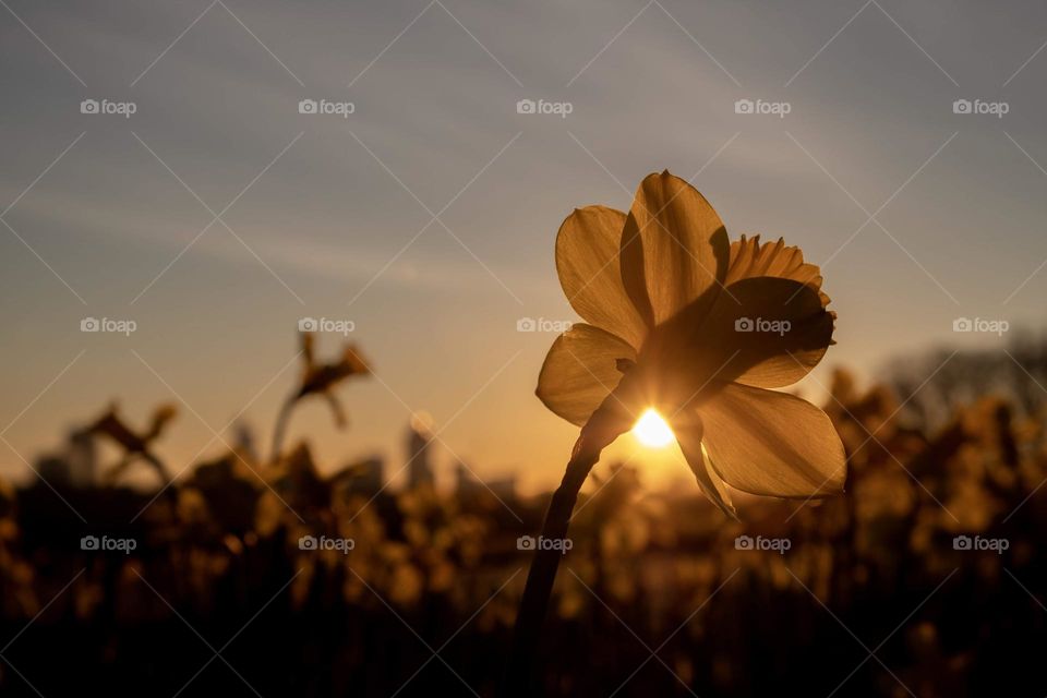 What more do you need than a cityscape, daffodils, and a sunrise?