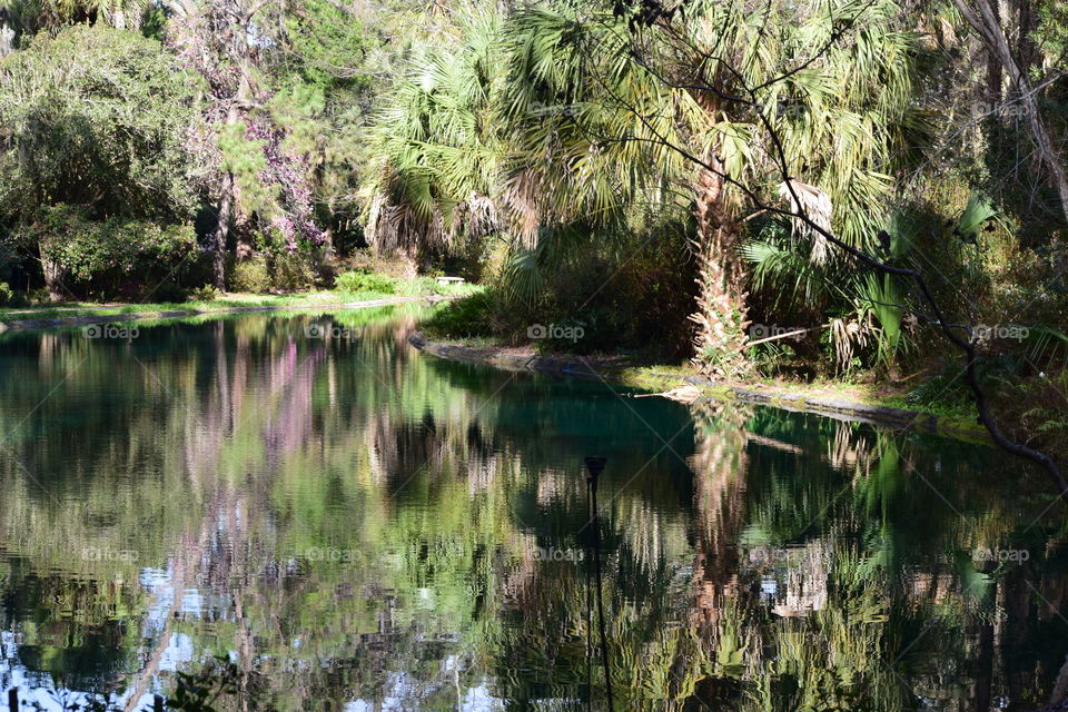 Picture Perfect Pond