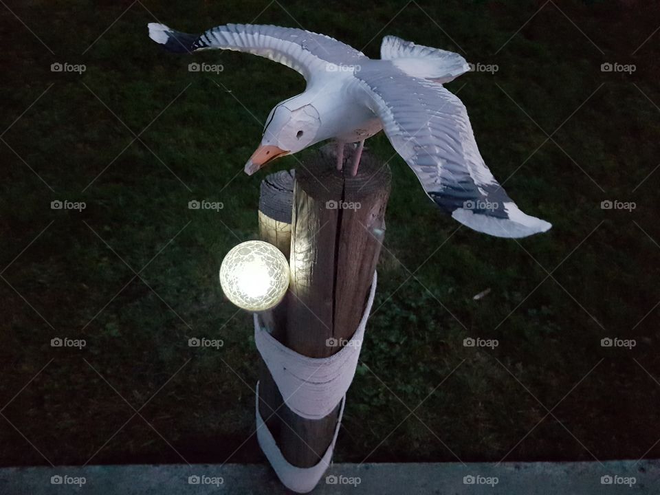 seagull on the pool deck