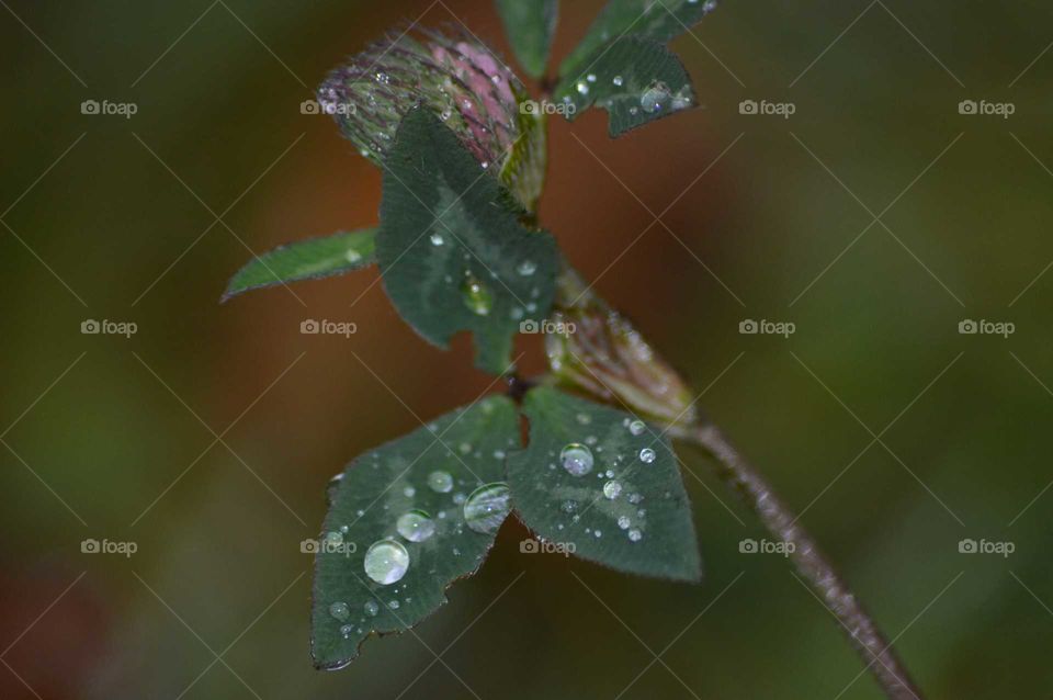 Macro dew on leaf