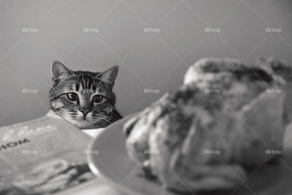 Cute cat with tasty chicken