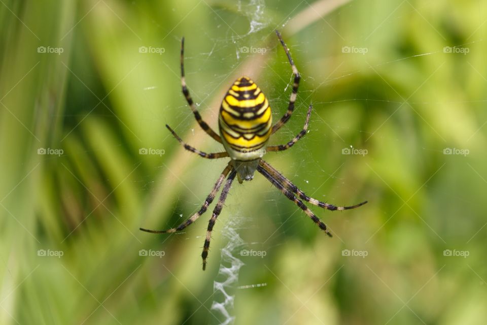 Spider on web