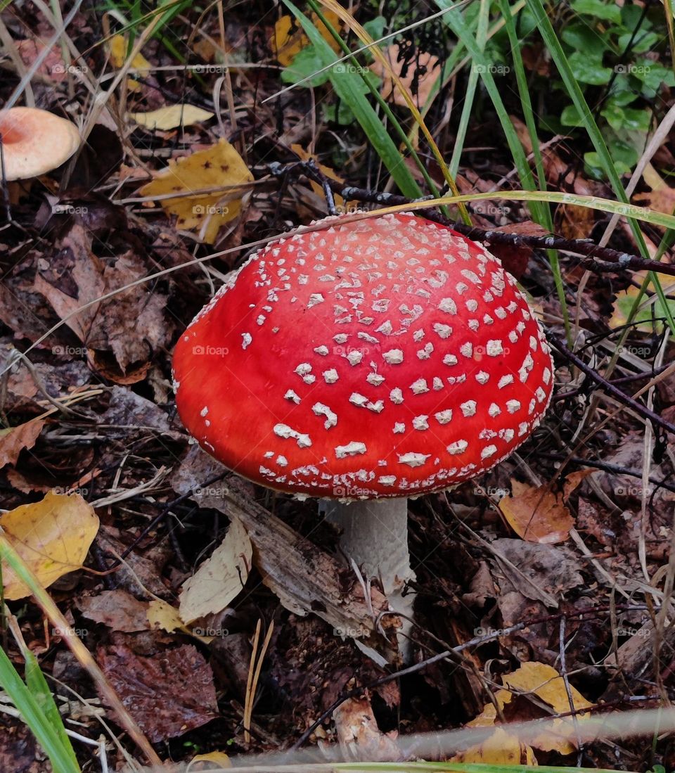 it's breathtaking red mushroom 🍄🍄