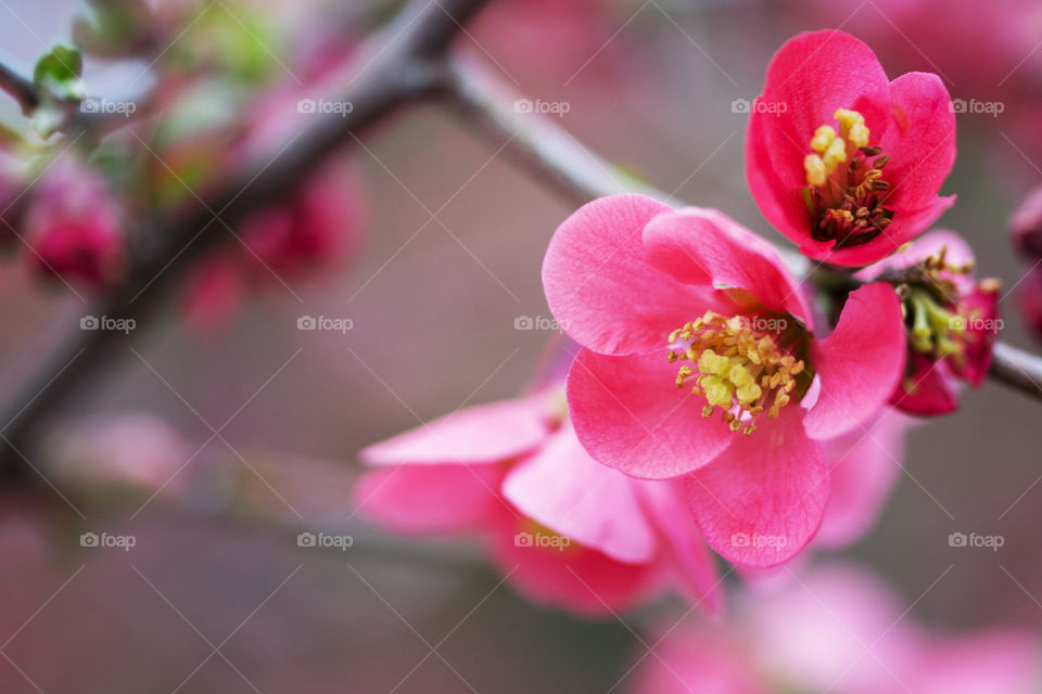 Blossomed spring branch with beautiful pink flowers