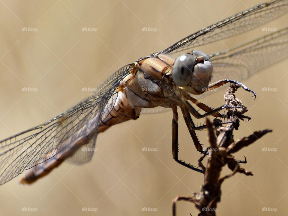 Closeup of dragonfly 