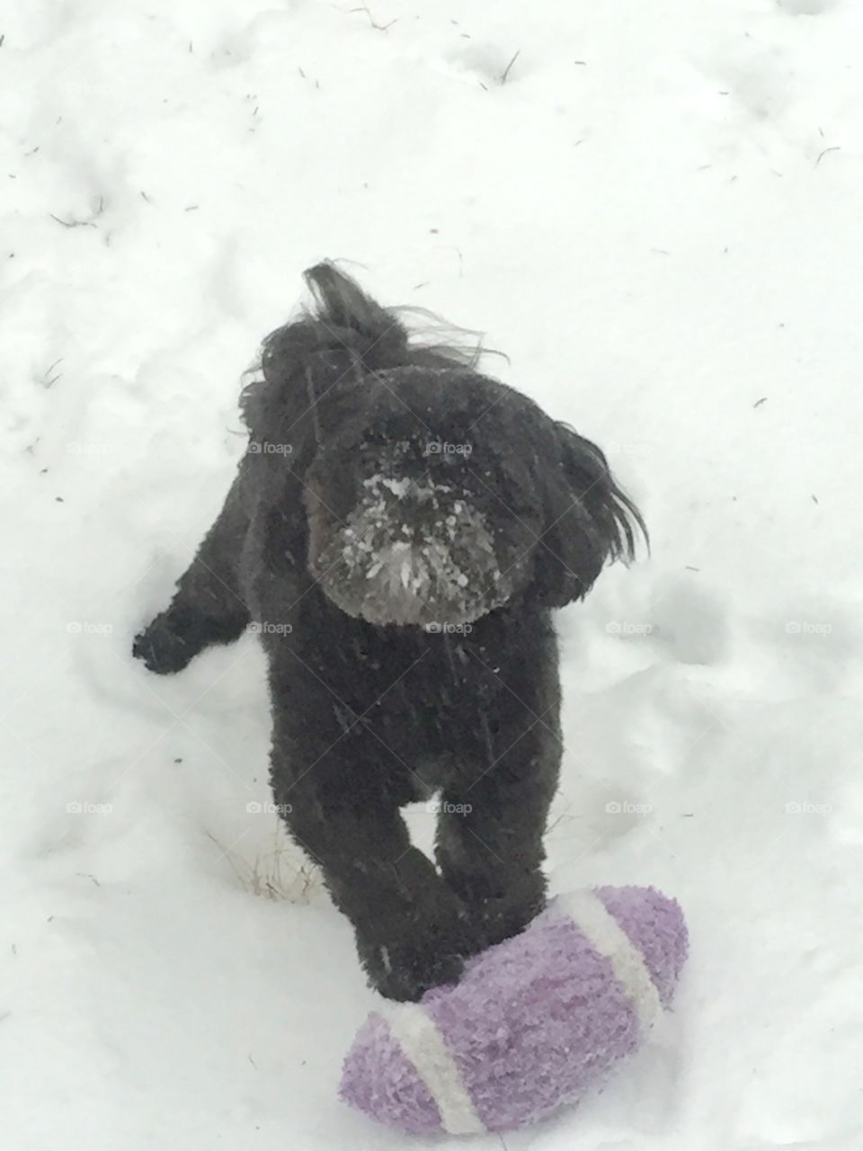 Puppy's 1st Snowfall 