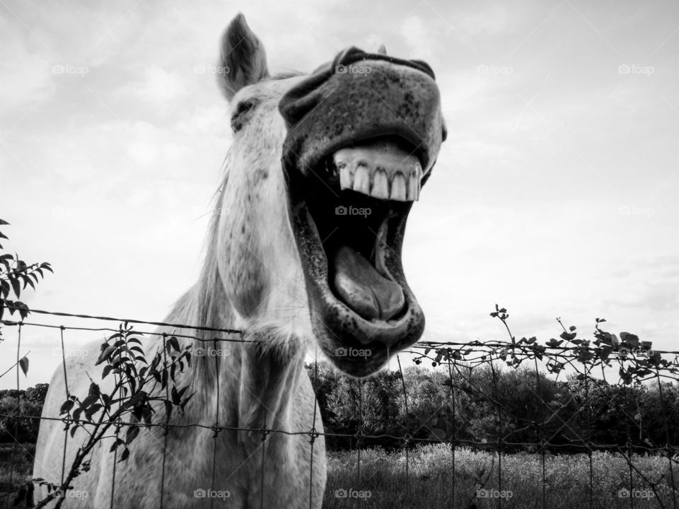 Laughing Horse