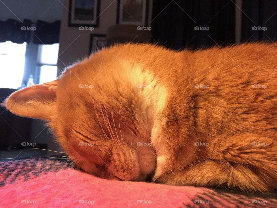 Orange tabby cat sleeping 