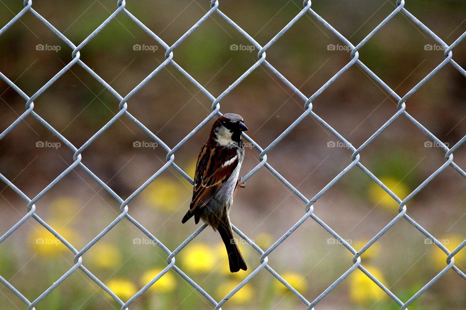 perching on a fence