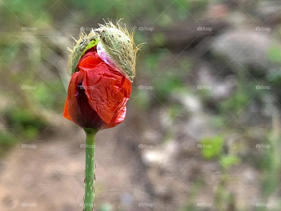 Poppy flower get out from bud