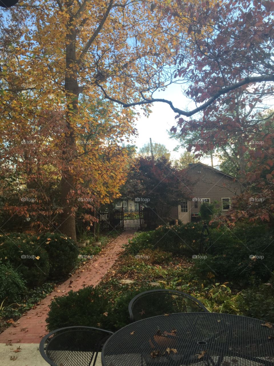 Autumn backyard