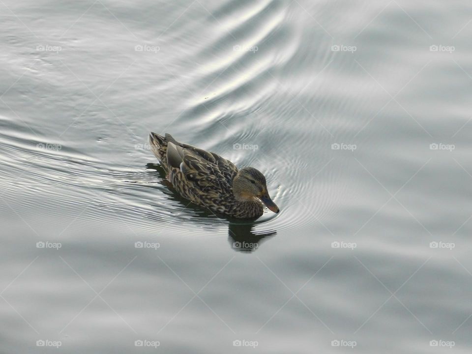 Grey duck