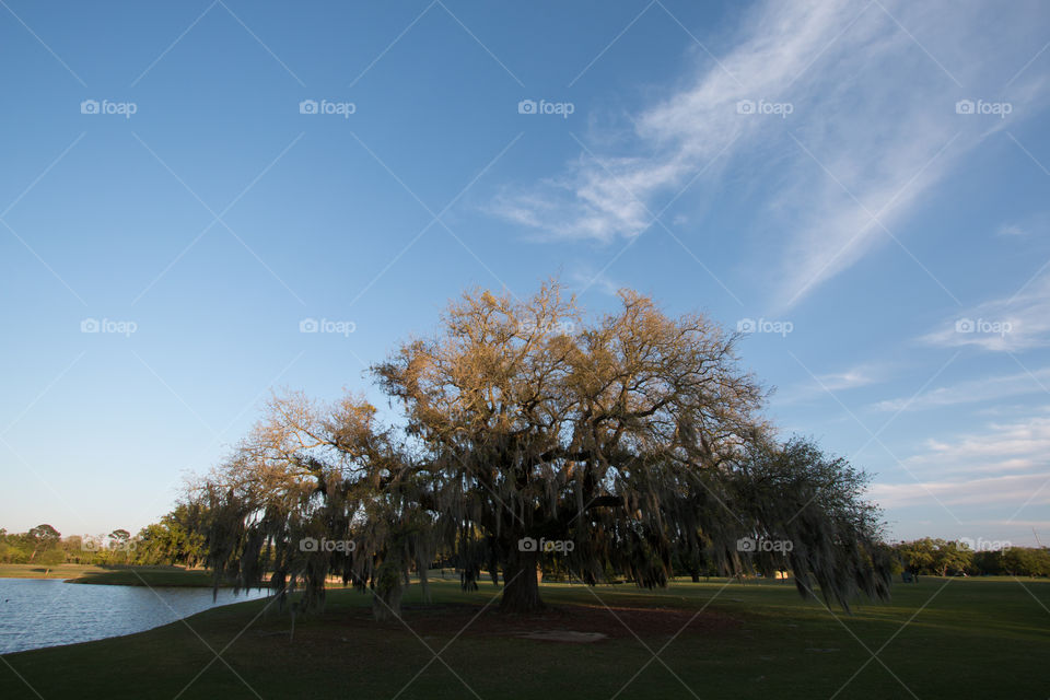 Tree, Landscape, No Person, Nature, Outdoors