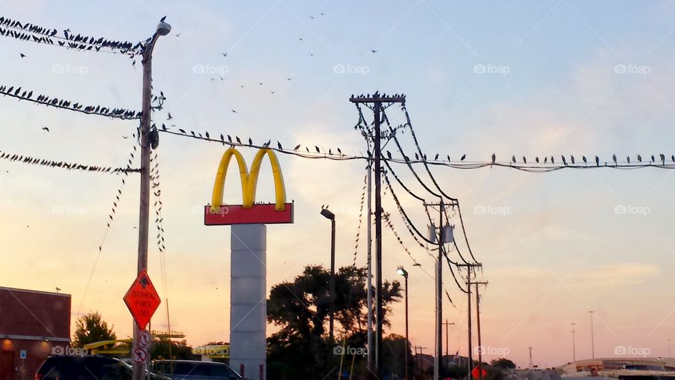 Golden Arches & Folded Wings. Industry and Nature