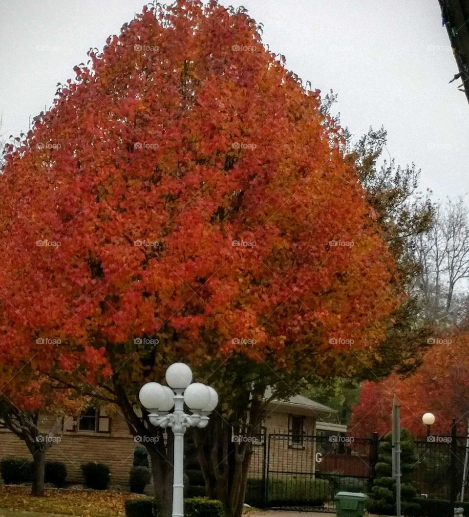 Beautiful Autumn Tree