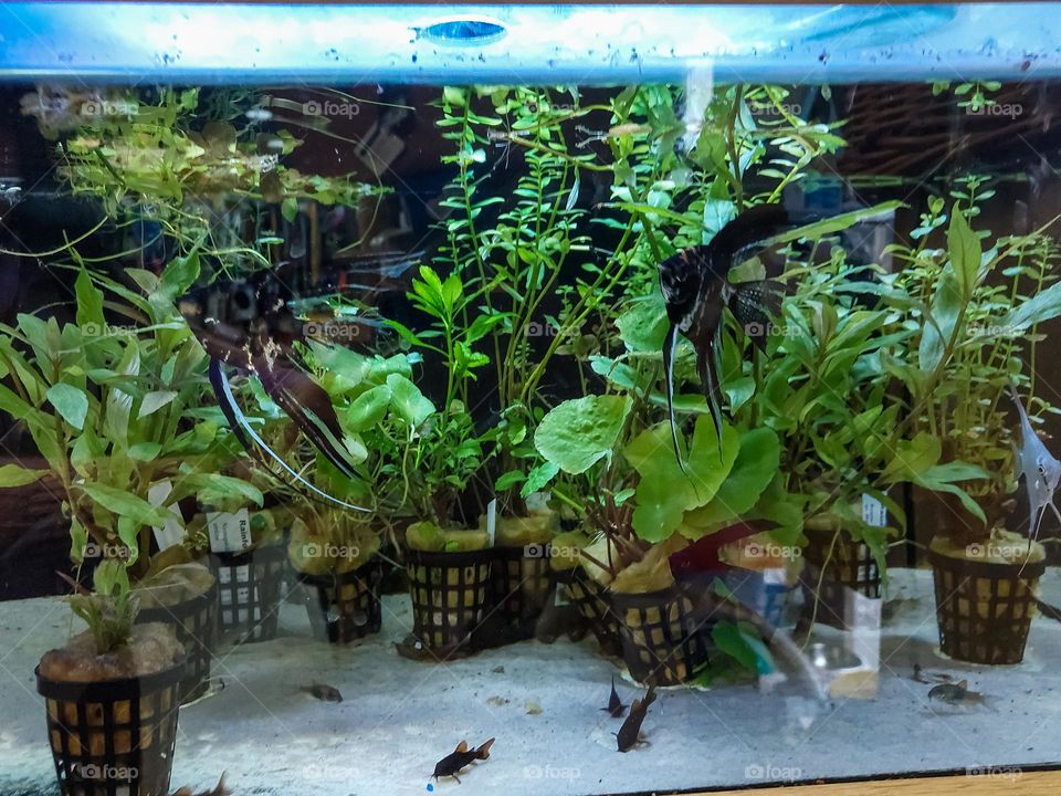 Aquatic plants for the aquarium