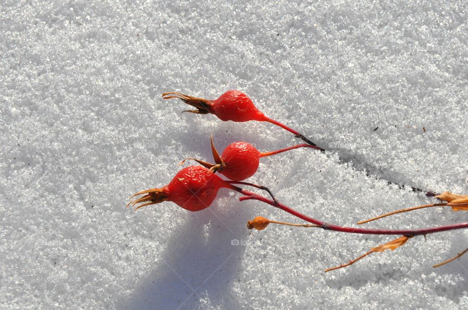 Red berries on the snow