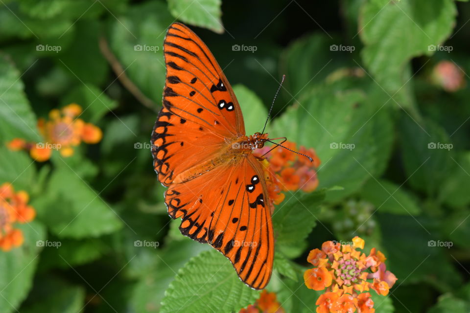 Butterfly on orange flower