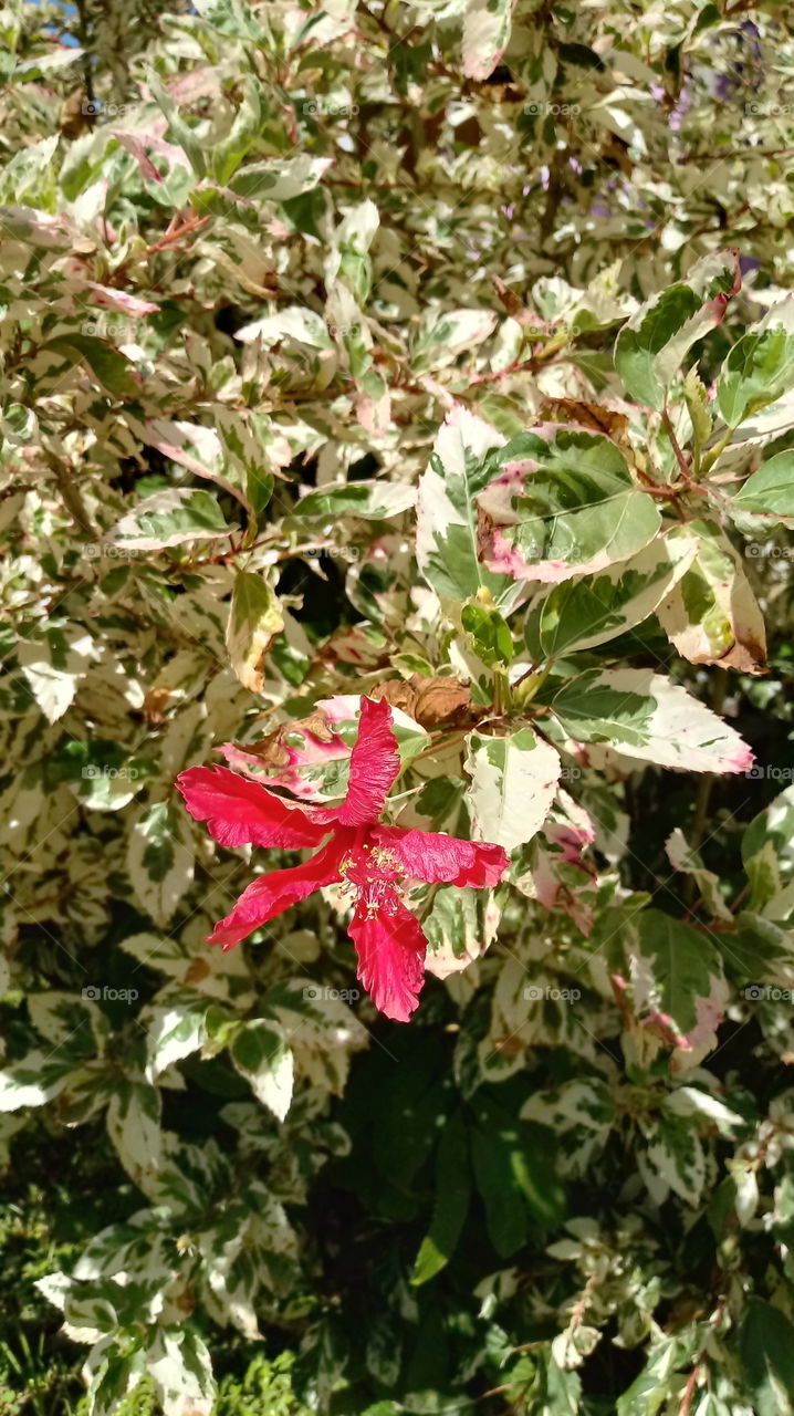 NATURE FLOWER Hibiscus rosa-sinensis