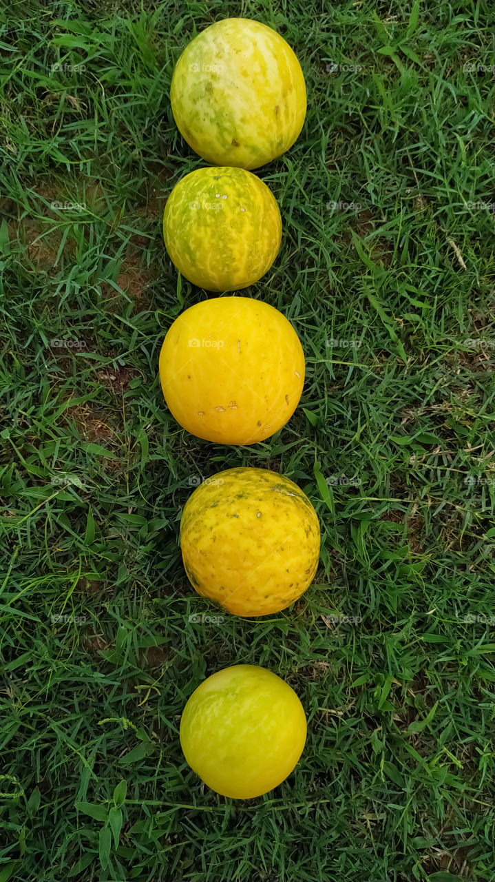 Beautiful Five Bitter melon on the green grass