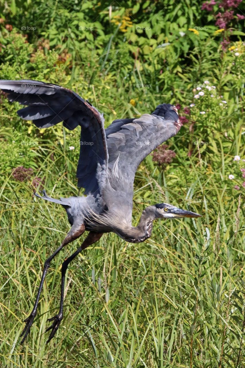  Flight of the Heron