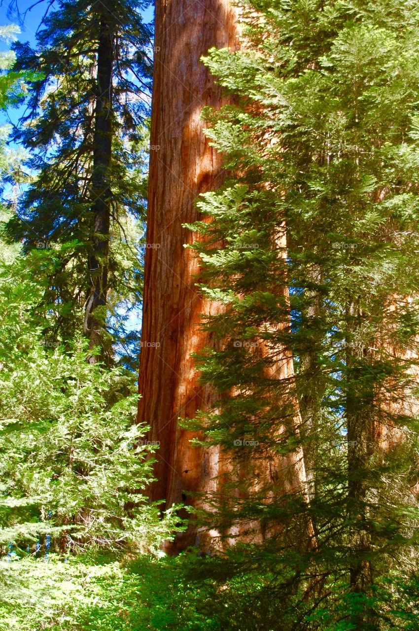 Sequoia national Park