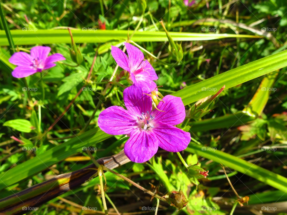 Blossom flowers 