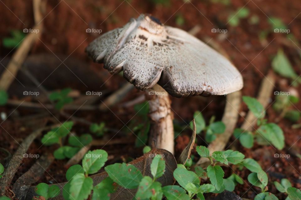 Close up of wild mushroom 