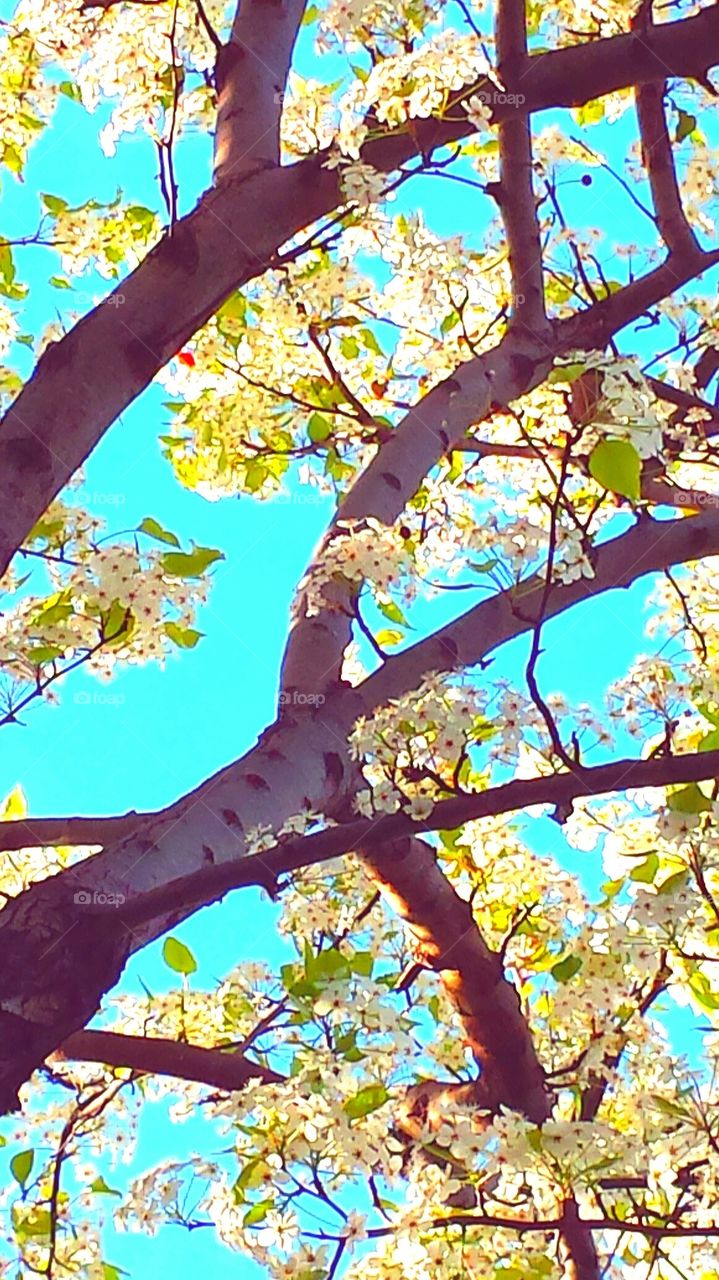 "ZEN TREE GARDEN IN BLOOM"