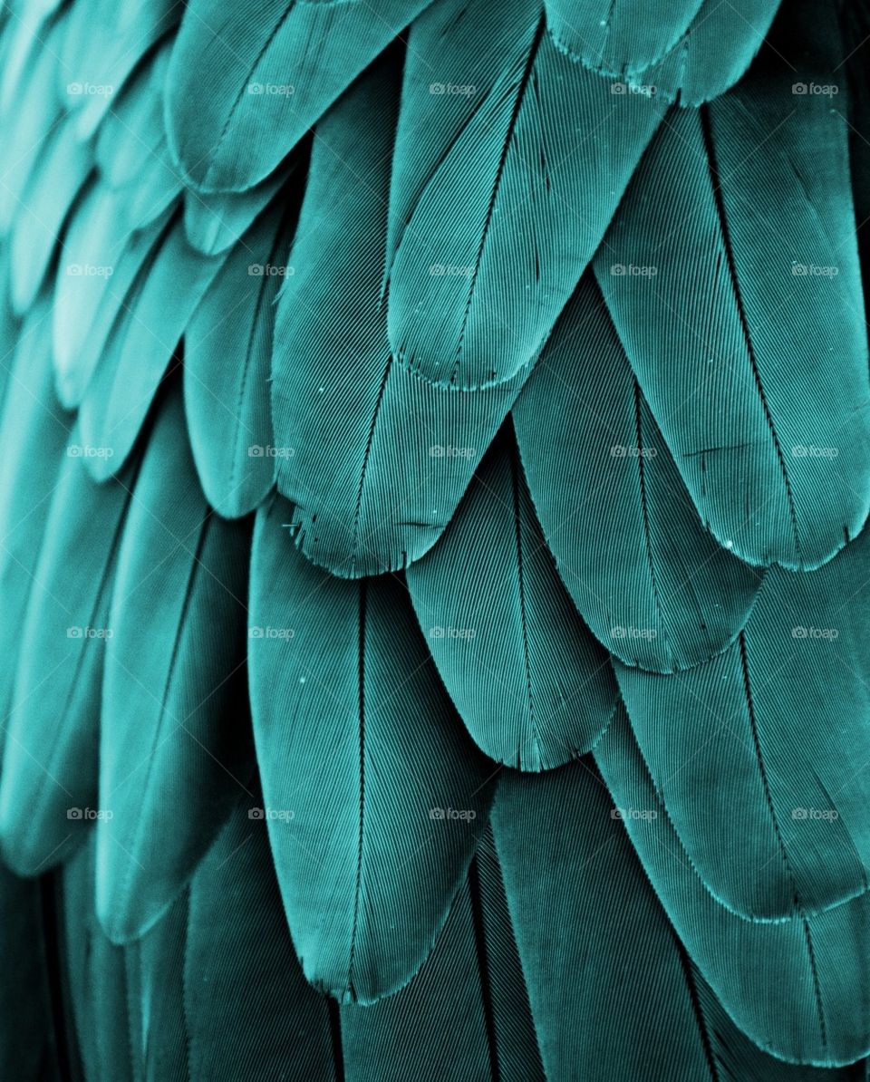 Turquoise Feathers