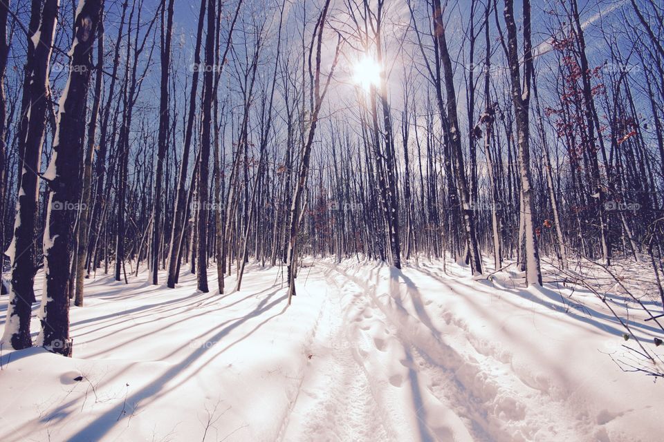 View of bare trees in winter