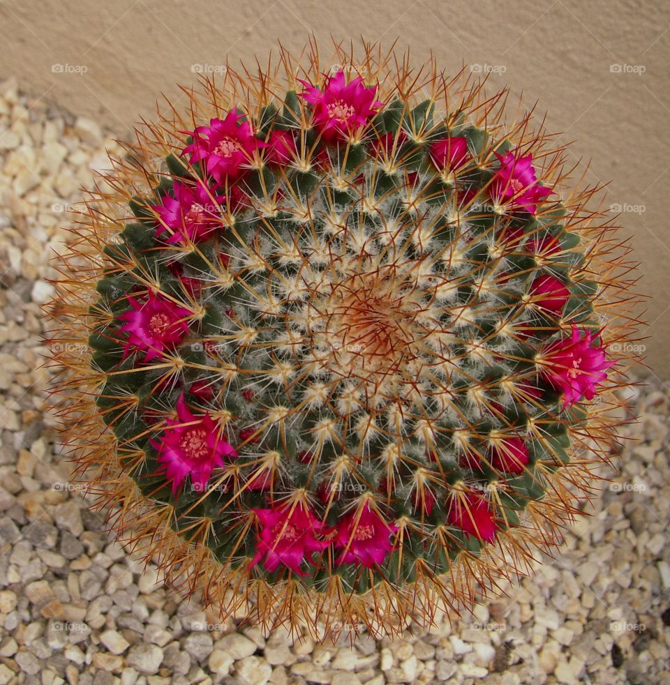 A cactus