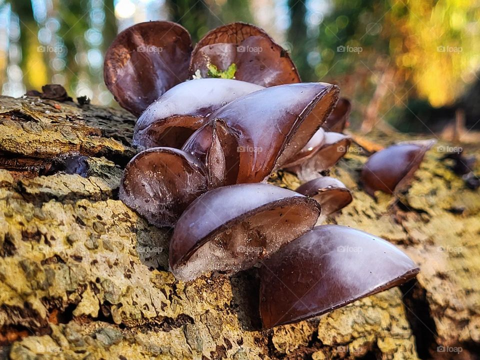 The mushroom have a white snnowy look like, but it isn't snow