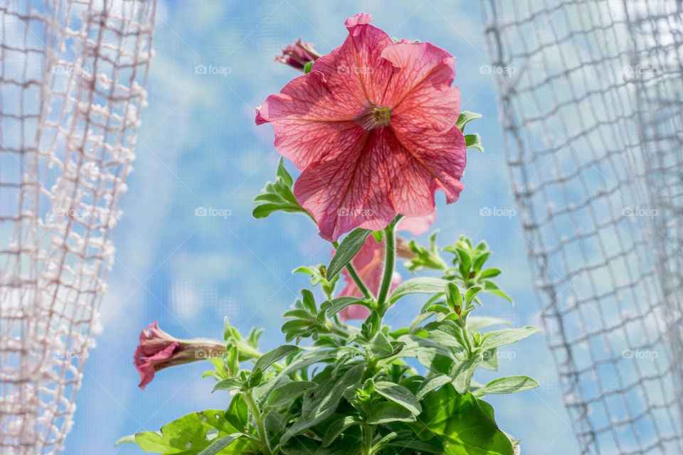 Pink petunia against the sky