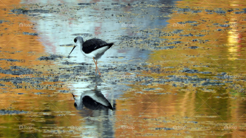 Reflection of bird in water
