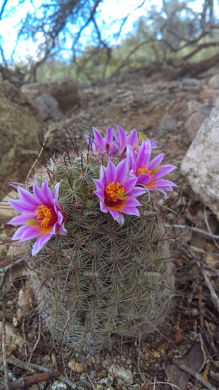 Multiple Pincushion Cactus Blossoms
